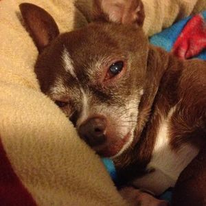 Meet your Posher, Shari